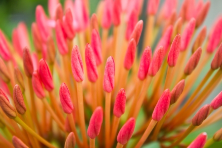Close up bunch of red ixora flowersの写真素材