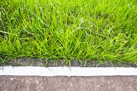 Roadside grassの写真素材