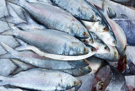 fresh fish seafood in market
