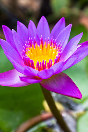 Close up of beautiful violet lotus water lily,Thailandの写真素材