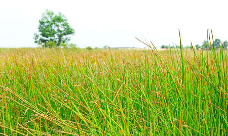 meadow landscape  green grassの写真素材