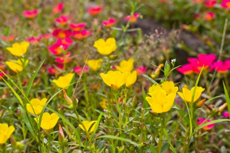 beautiful flower in the gardenの写真素材