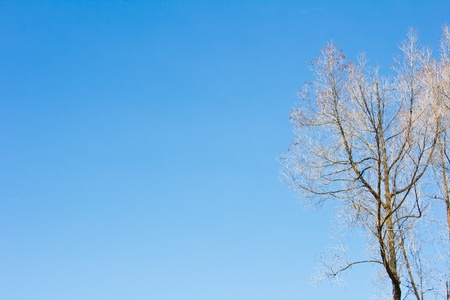 Dry tree against the blue skyの写真素材