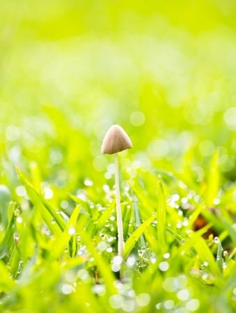 Close up mushroom on grass in the gardenの写真素材