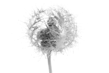 Abstract macro picture flower seed head on whiteの写真素材