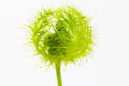 Abstract macro picture flower seed head on whiteの写真素材