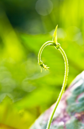   fresh green leaves close upの写真素材
