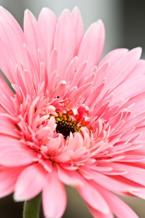 A beautiful pink gerbera flowerの写真素材