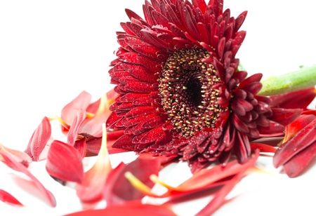 Close up red gerbera flower on a white backgroundの写真素材