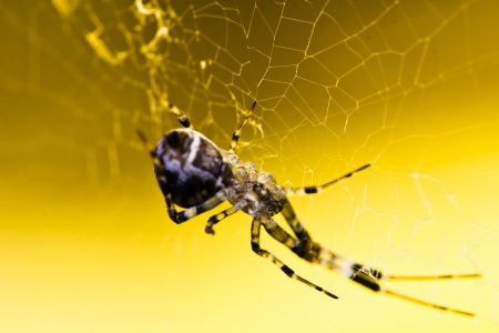 Closeup of a cross spider in its webの写真素材