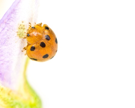 ladybug sitting on a flower