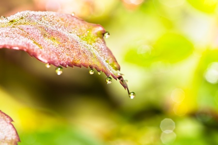 Fresh leaf with dew drops close upの写真素材