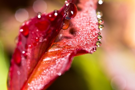 Fresh leaf with dew drops close upの写真素材