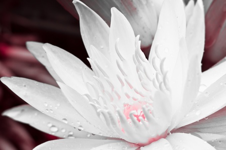 Closeup white lotus  flower in the gardenの写真素材