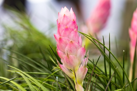 Tillandsia in the market flowerの写真素材