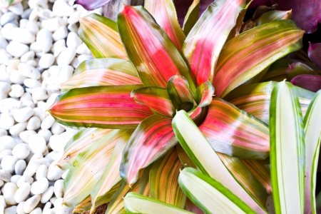 Neoregelia Spectabilis Hybrid pineapple plant の写真素材