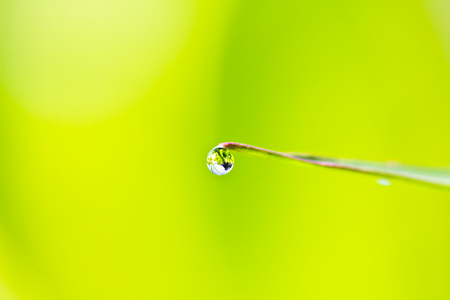 Fresh grass with dew drops close upの写真素材
