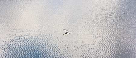 bird flying over the seaの写真素材