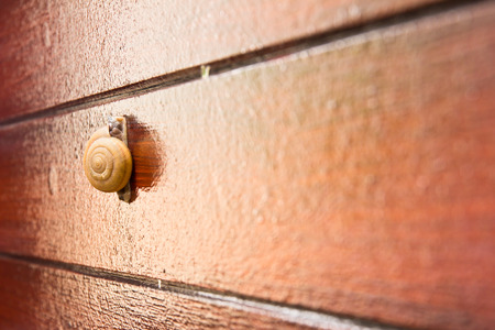 Close up snail ,isolated on wooden wall backgroundの写真素材