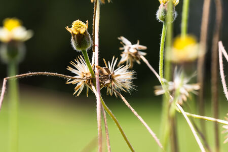 Close up of reeds field background 