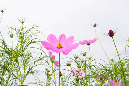 Cosmos flower field in gardenの写真素材