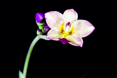orchid flower on black background の写真素材