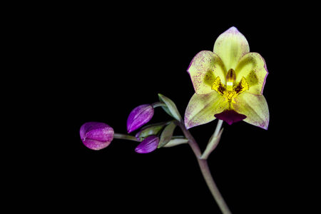 orchid flower on black background の写真素材