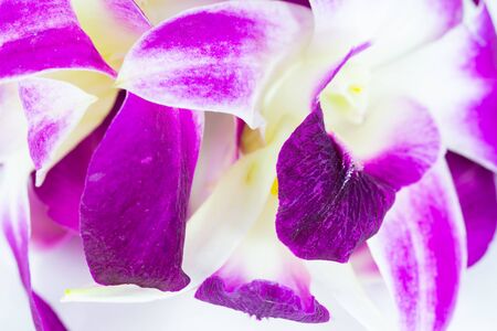 Close up orchid flowersの写真素材