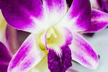 Close up orchid flowersの写真素材
