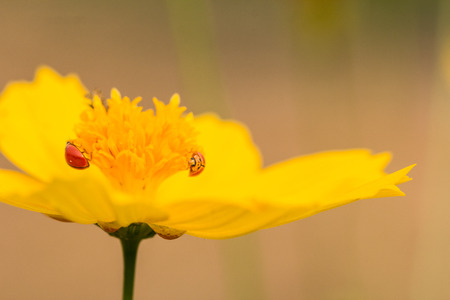 Beautiful yellow  flowerの写真素材