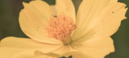 Fragile delicate yellow flower