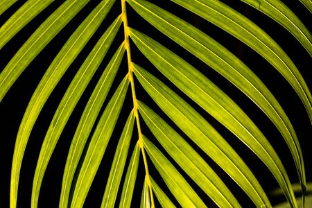 Close up leaf on black backgroundの写真素材