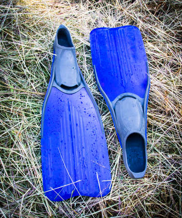 fins or flippersの写真素材