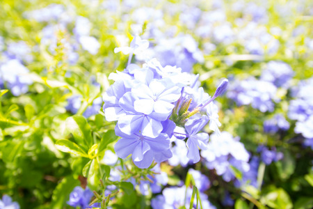 Purple flower in the gardenの写真素材