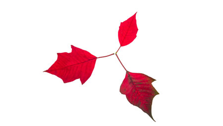 Red leaf on white background