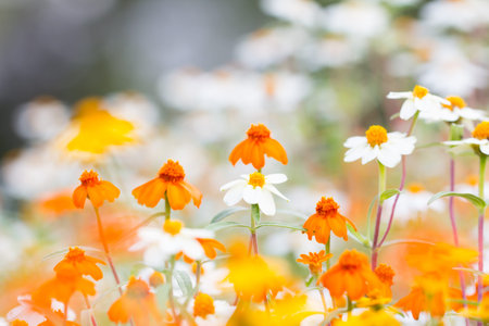 field of beautiful flowers