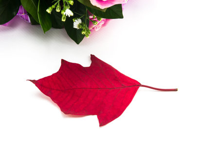 Red leaf on white background.