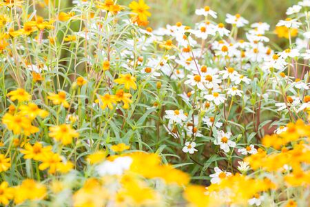 field of beautiful flowersの写真素材