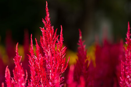 field of beautiful flowers