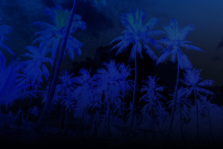 Palm trees at tropical coast