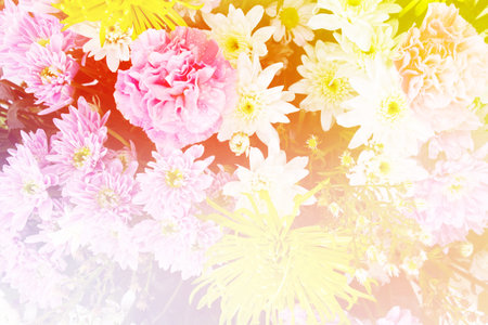 Colorful  flowers background in the gardenの写真素材