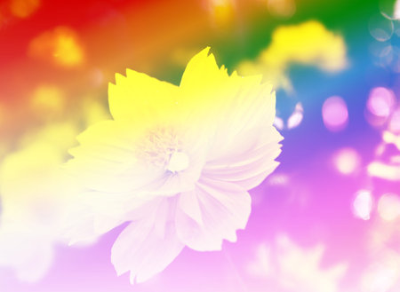 Yellow Cosmos flower in gardenの写真素材