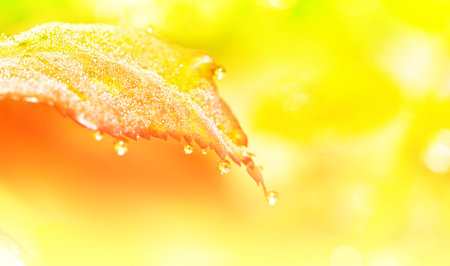 Fresh leaf with dew drops close up
