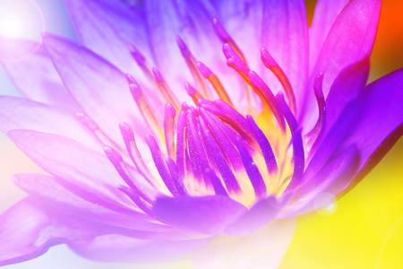 Closeup lotus  flower in the gardenの写真素材