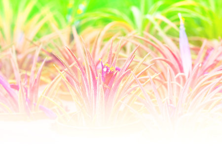 Tillandsia in the market flower