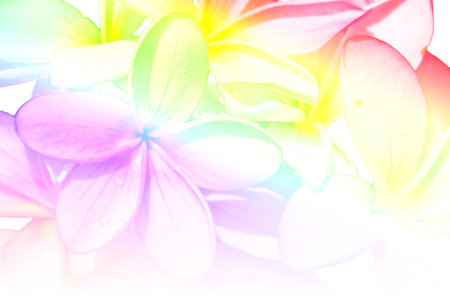 Flowers frangipani (plumeria) on white backgroundの写真素材