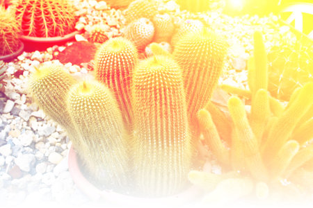 close up cactus in gardenの写真素材