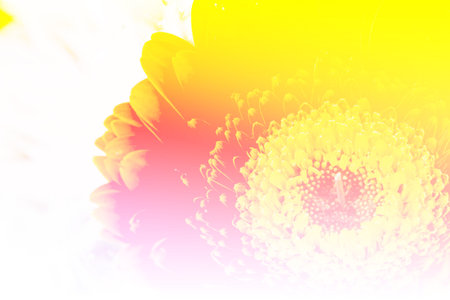 Close up orange gerbera flowerの写真素材