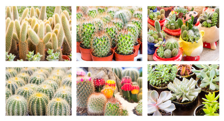 Cactus desert plant on white backgroundの写真素材
