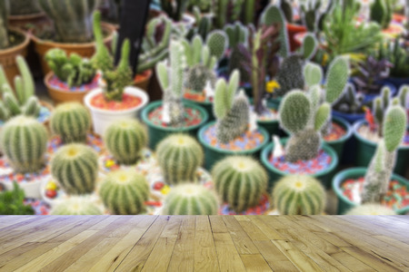 cactuses of various  in the flower marketの写真素材